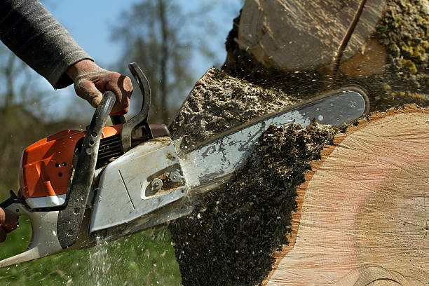 How Our Tree Care Process Works  in  Cherry Valley, IL